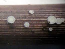 Attēlu rezultāti vaicājumam “Lachnum corticale”