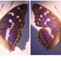 Attēlu rezultāti vaicājumam “Apatura iris”