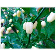 Afbeeldingsresultaat voor white habanero hot pepper