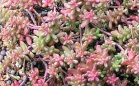 Image result for Sedum album `Coral Carpet`