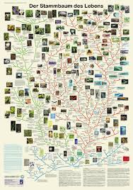 Image result for Evolution Stammbaum