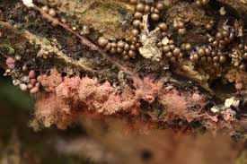 Attēlu rezultāti vaicājumam “Arcyria affinis stalked”