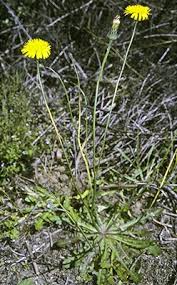 Attēlu rezultāti vaicājumam “Hypochaeris radicata”