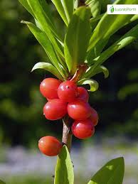 Attēlu rezultāti vaicājumam “Daphne mezereum fruit”