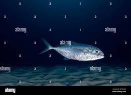 Image result for Caranx crysos