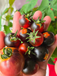 Afbeeldingsresultaat voor black cherry tomato