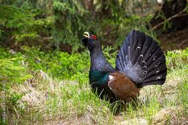 Attēlu rezultāti vaicājumam “Tetrao urogallus male”