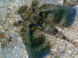 Image result for Dactylopterus volitans