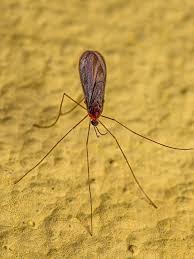 Attēlu rezultāti vaicājumam “Cecidomyiidae”