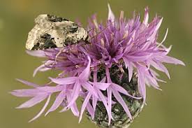 Attēlu rezultāti vaicājumam “Pseudeustrotia candidula”