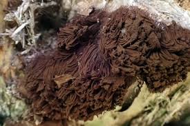 Attēlu rezultāti vaicājumam “Stemonitis axifera spores”