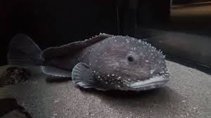 Image result for blobfish