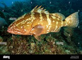 Image result for Epinephelus striatus