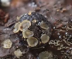 Attēlu rezultāti vaicājumam “Hyalorbilia inflatula”