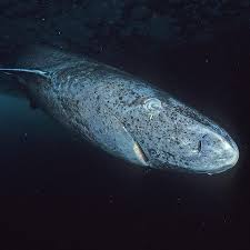 Image result for Somniosus microcephalus