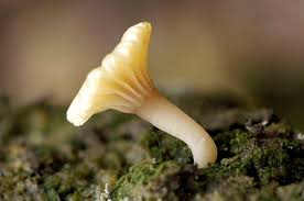 Attēlu rezultāti vaicājumam “Lichenomphalia umbellifera”