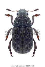 Attēlu rezultāti vaicājumam “Anthribus nebulosus”