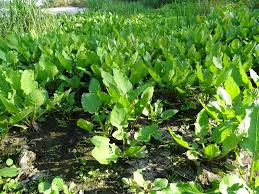 Attēlu rezultāti vaicājumam “Rorippa amphibia fruit”