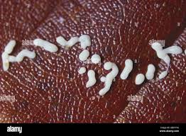 Attēlu rezultāti vaicājumam “Badhamia lilacina plasmodium”