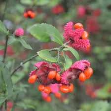 Attēlu rezultāti vaicājumam “Euonymus fruit”