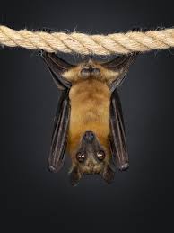 Attēlu rezultāti vaicājumam “Chiroptera”