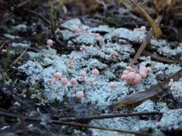 Attēlu rezultāti vaicājumam “Dibaeis baeomyces”