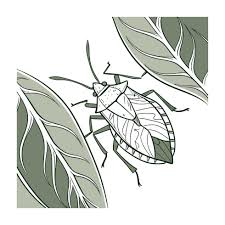 Attēlu rezultāti vaicājumam “Palomena prasina”