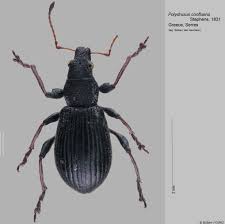 Attēlu rezultāti vaicājumam “Polydrusus mollis”