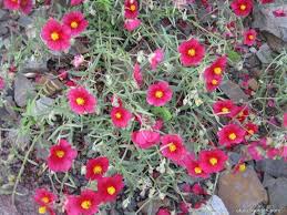 Attēlu rezultāti vaicājumam “Helianthemum x hybridum”