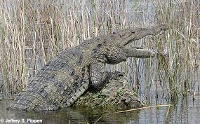 Image result for Crocodylus acutus
