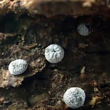 Attēlu rezultāti vaicājumam “Diderma spumarioides macro”