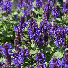 Image result for Salvia nemorosa