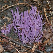 Attēlu rezultāti vaicājumam “Clavaria zollingeri”