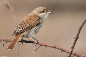 Attēlu rezultāti vaicājumam “Lanius collurio juvenile”