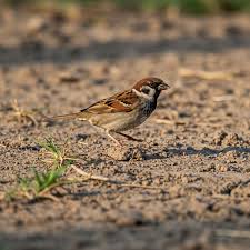Attēlu rezultāti vaicājumam “Passer montanus”