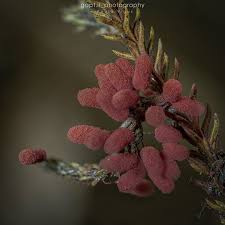 Attēlu rezultāti vaicājumam “Hemitrichia calyculata stalked”