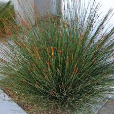 Attēlu rezultāti vaicājumam “Enteridium corticatum young”