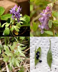 Attēlu rezultāti vaicājumam “Corydalis solida”