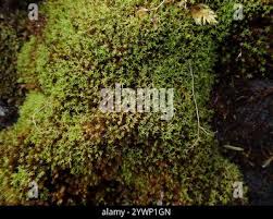 Attēlu rezultāti vaicājumam “Dichodontium pellucidum”