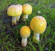 Attēlu rezultāti vaicājumam “Amanita”
