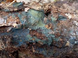 Attēlu rezultāti vaicājumam “Byssocorticium atrovirens”