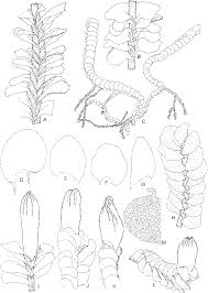 Attēlu rezultāti vaicājumam “Jamesoniella autumnalis”