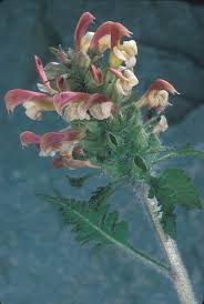 Attēlu rezultāti vaicājumam “Pedicularis palustris subsp. opsiantha”