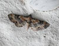 Attēlu rezultāti vaicājumam “Eupithecia linariata”