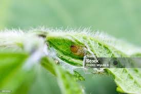 Attēlu rezultāti vaicājumam “Pleuroptya ruralis”