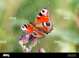 Attēlu rezultāti vaicājumam “Inachis io”