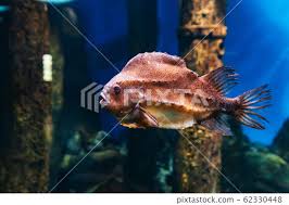 Image result for Cyclopterus lumpus