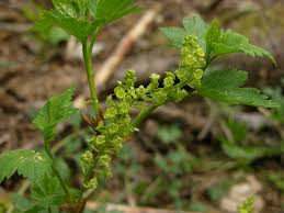 Attēlu rezultāti vaicājumam “Gelechia jakovlevi”