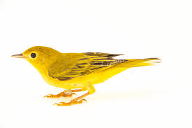 Image result for Dendroica petechia
