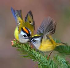 Attēlu rezultāti vaicājumam “Regulus regulus”